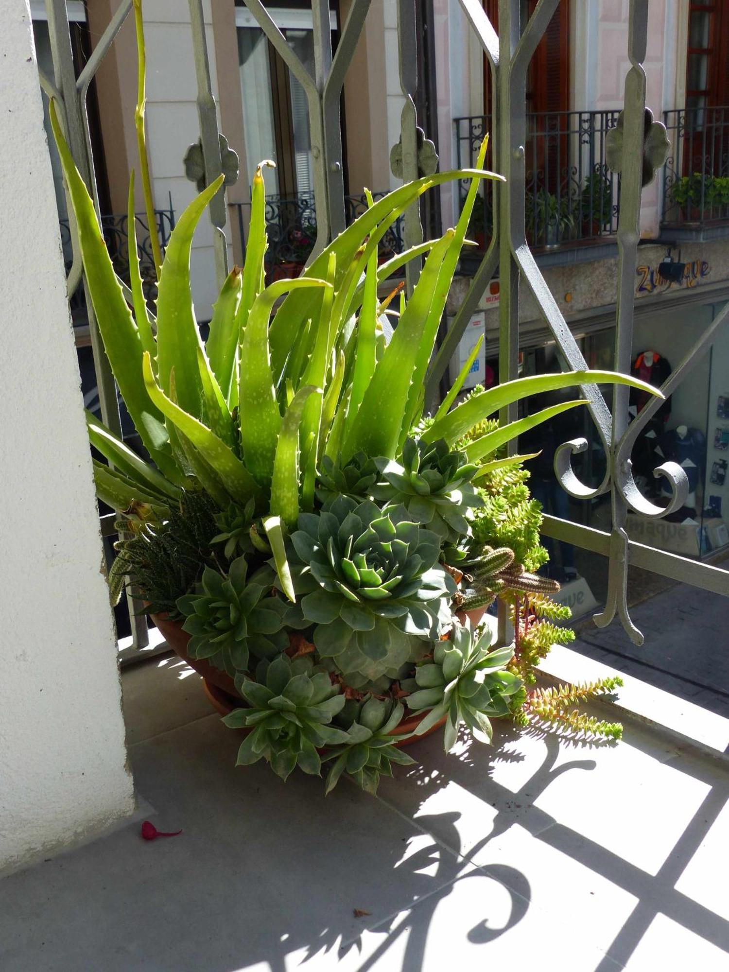 Apartamento Abside De San Juan I Estella Exteriör bild
